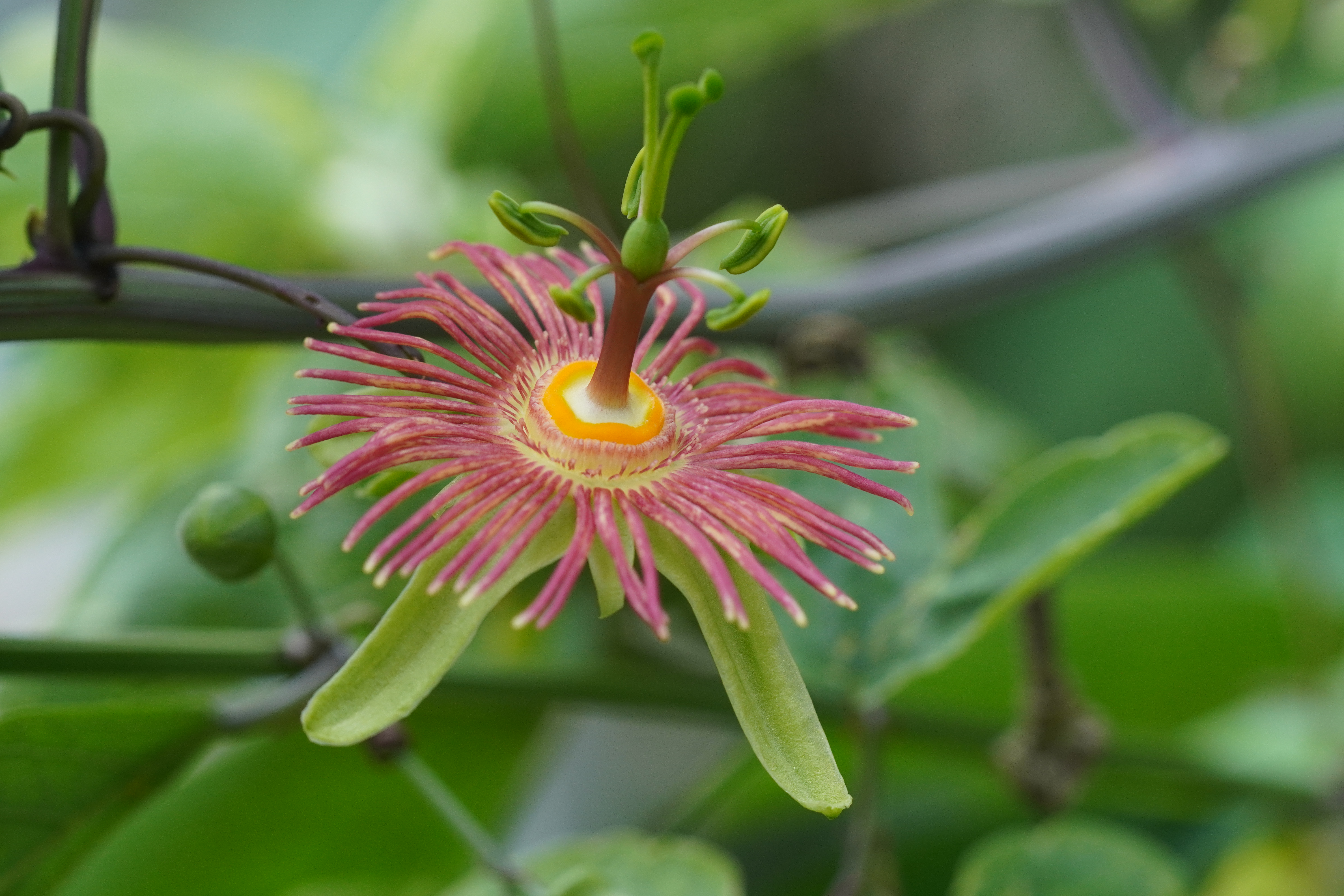 Passiflora mexicana
