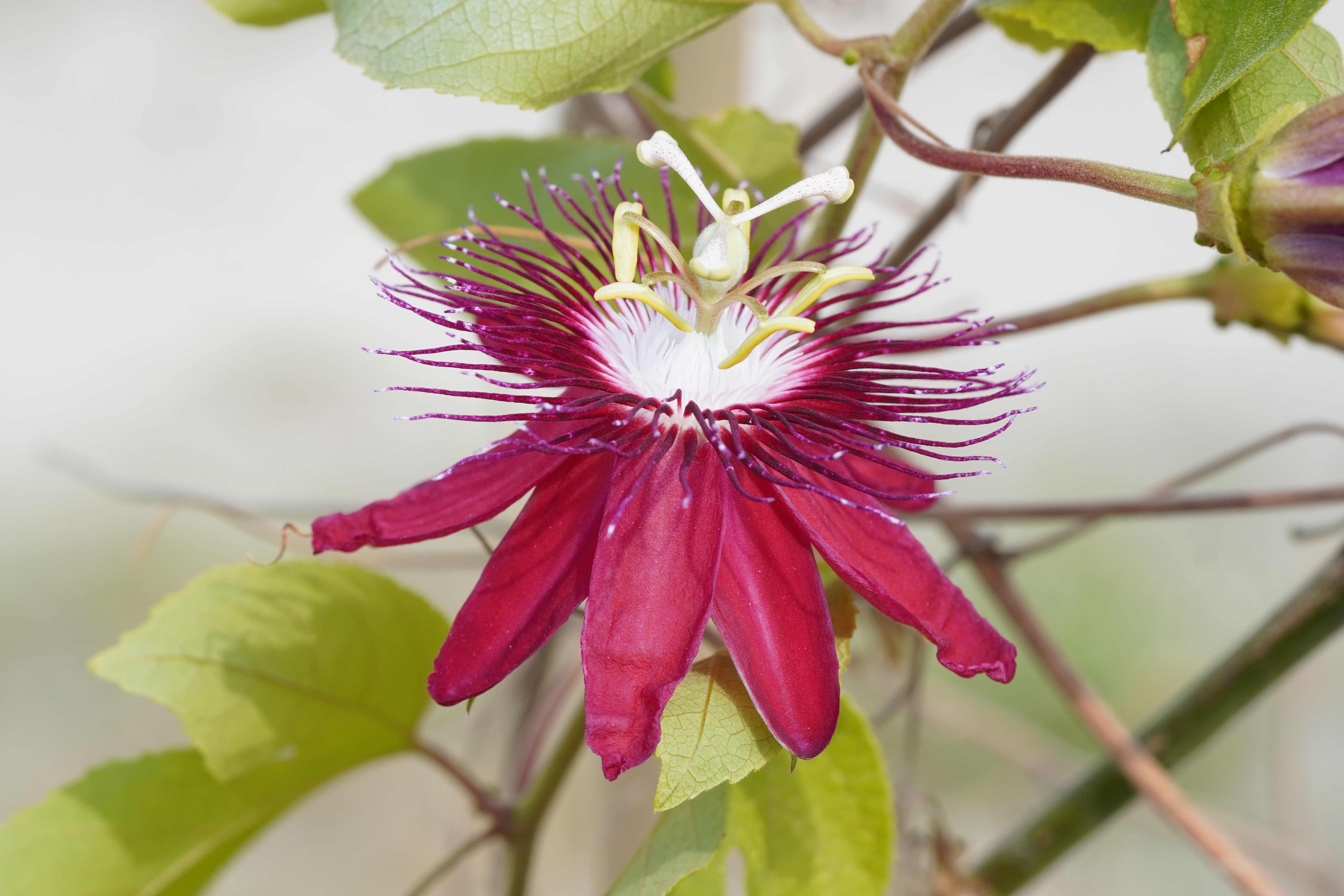 Passiflora 'Lady Margaret'