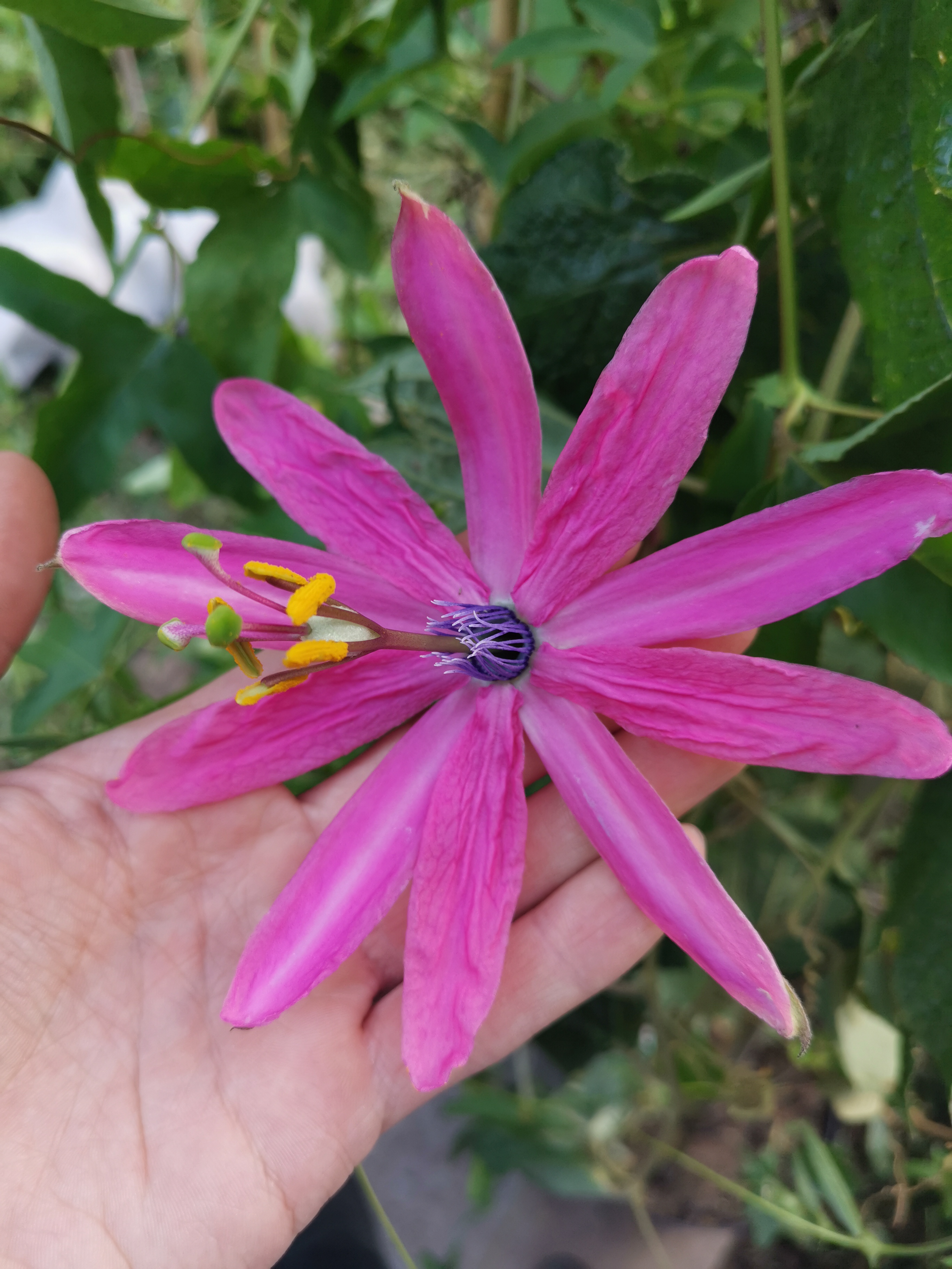 Passiflora 'Grandioso' 