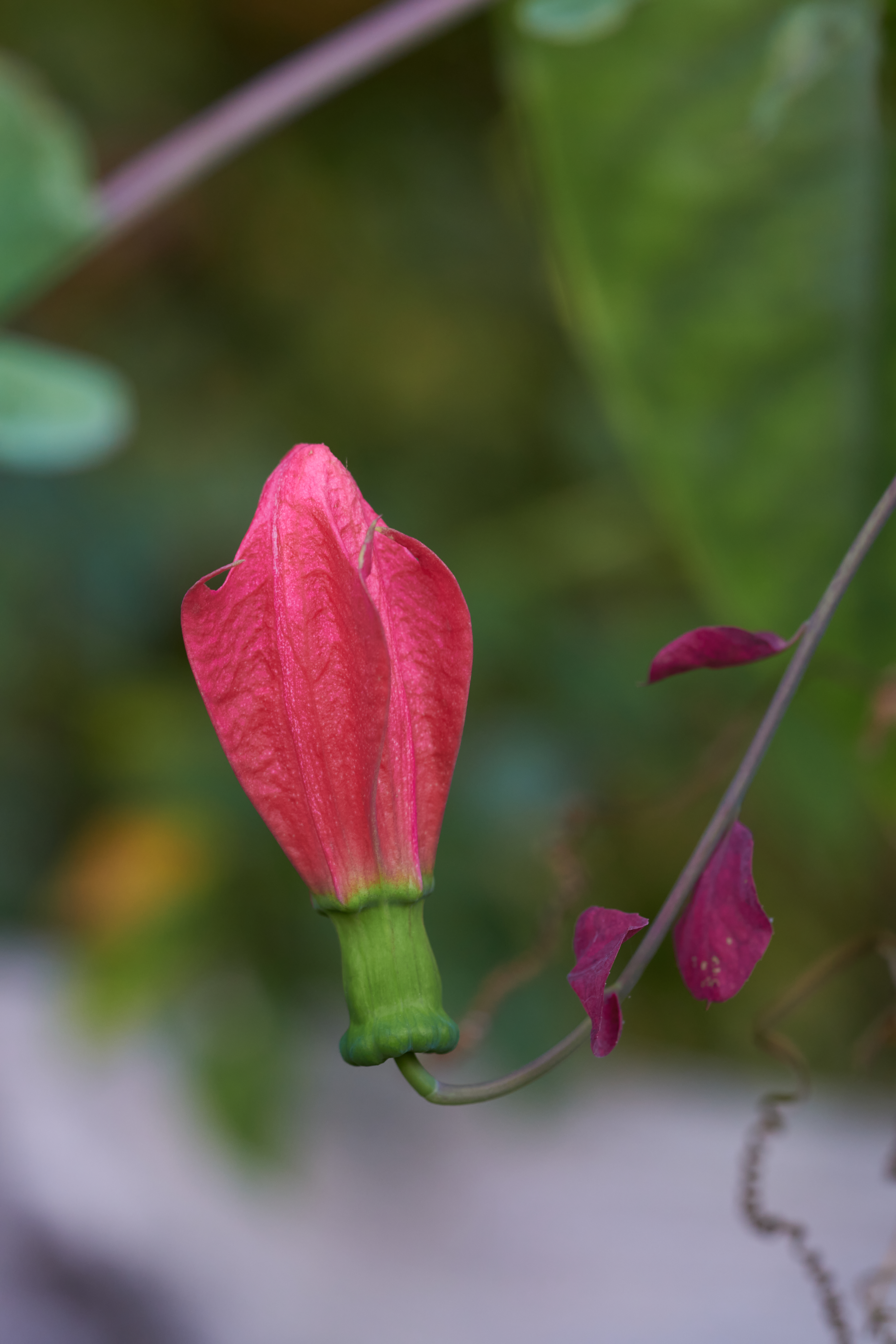 Passiflora edmundoi Rot