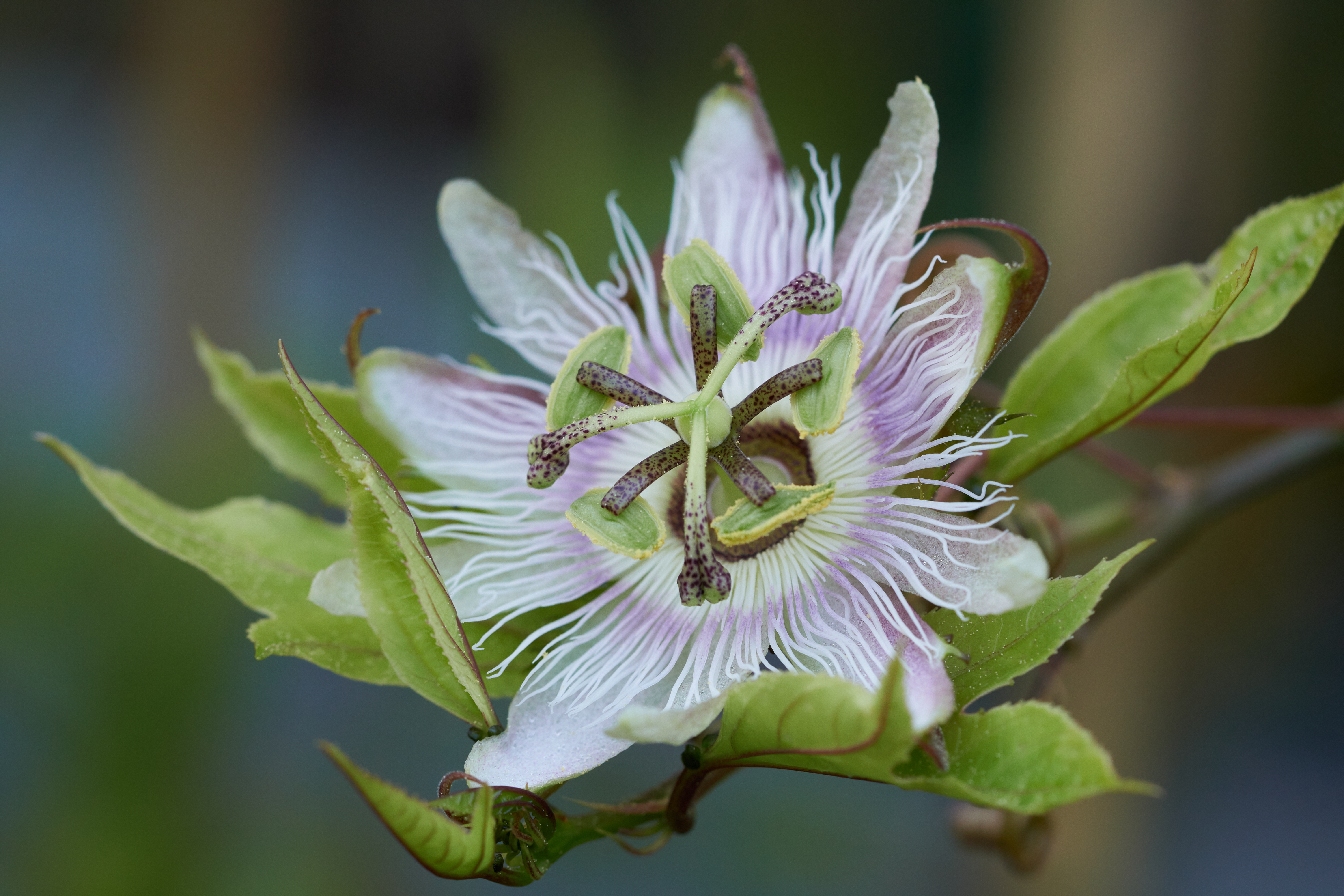 Passiflora edulis 'Campo Alegre'