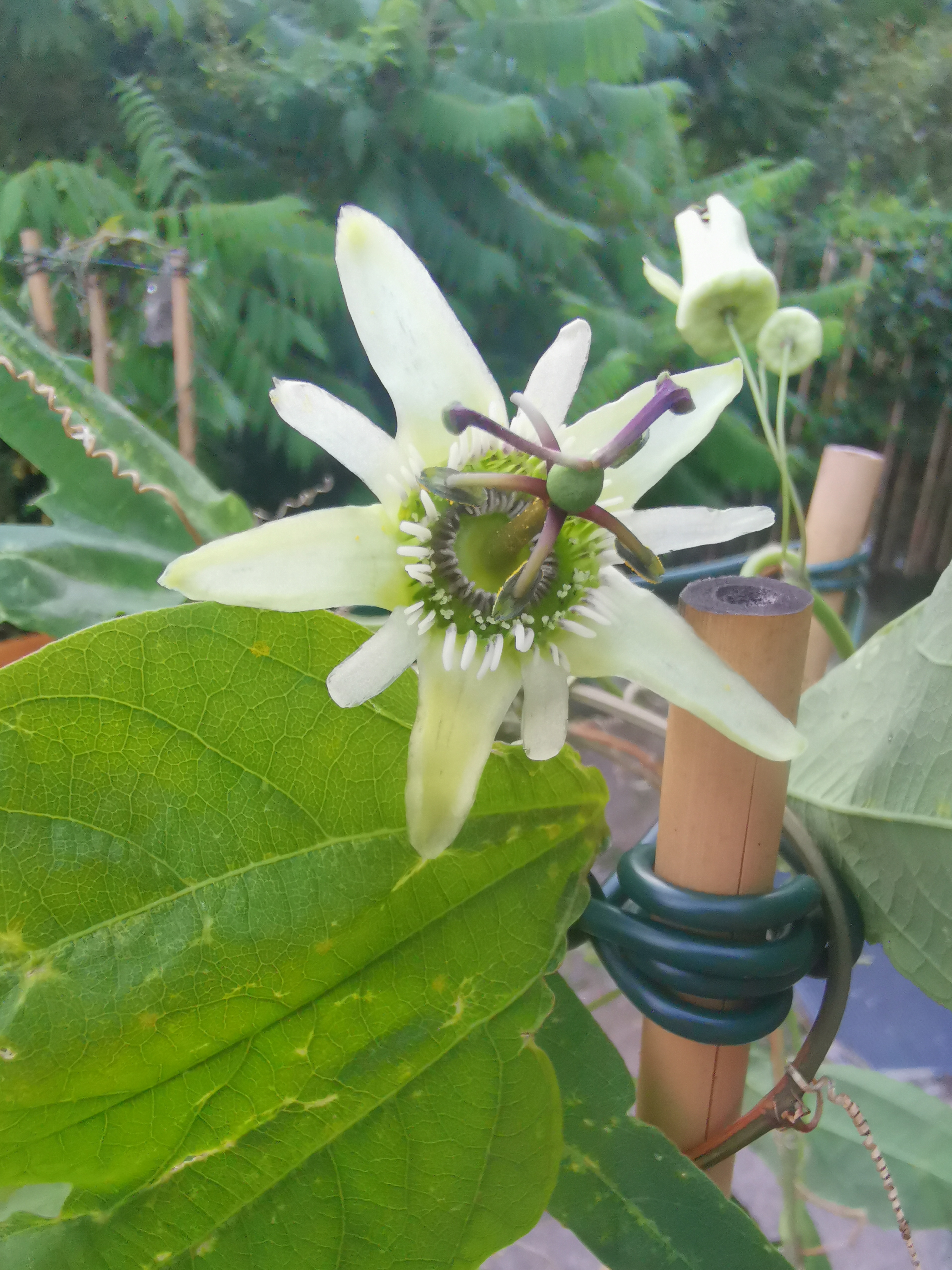 Passiflora tuberosa
