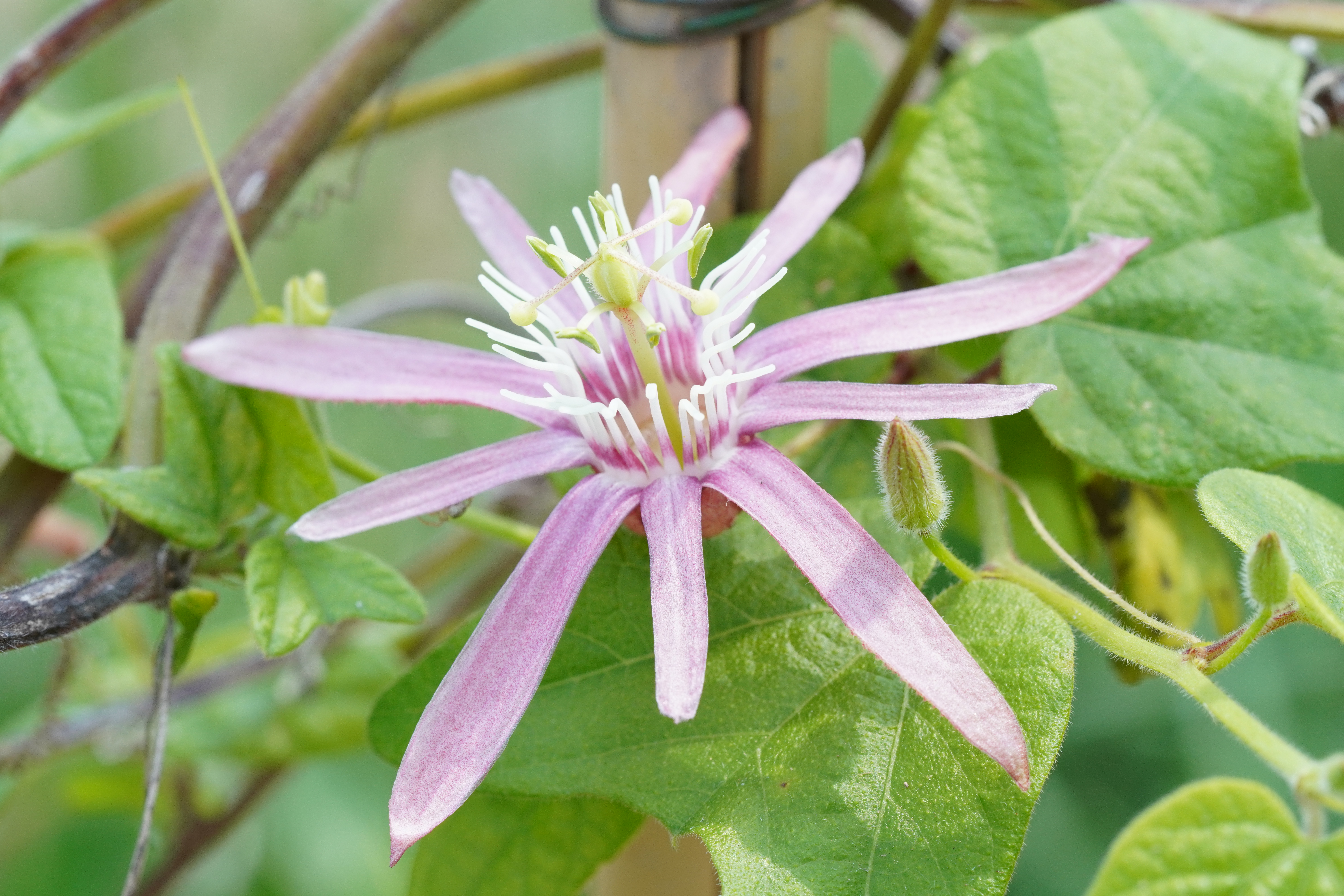 Passiflora 'Sancap'