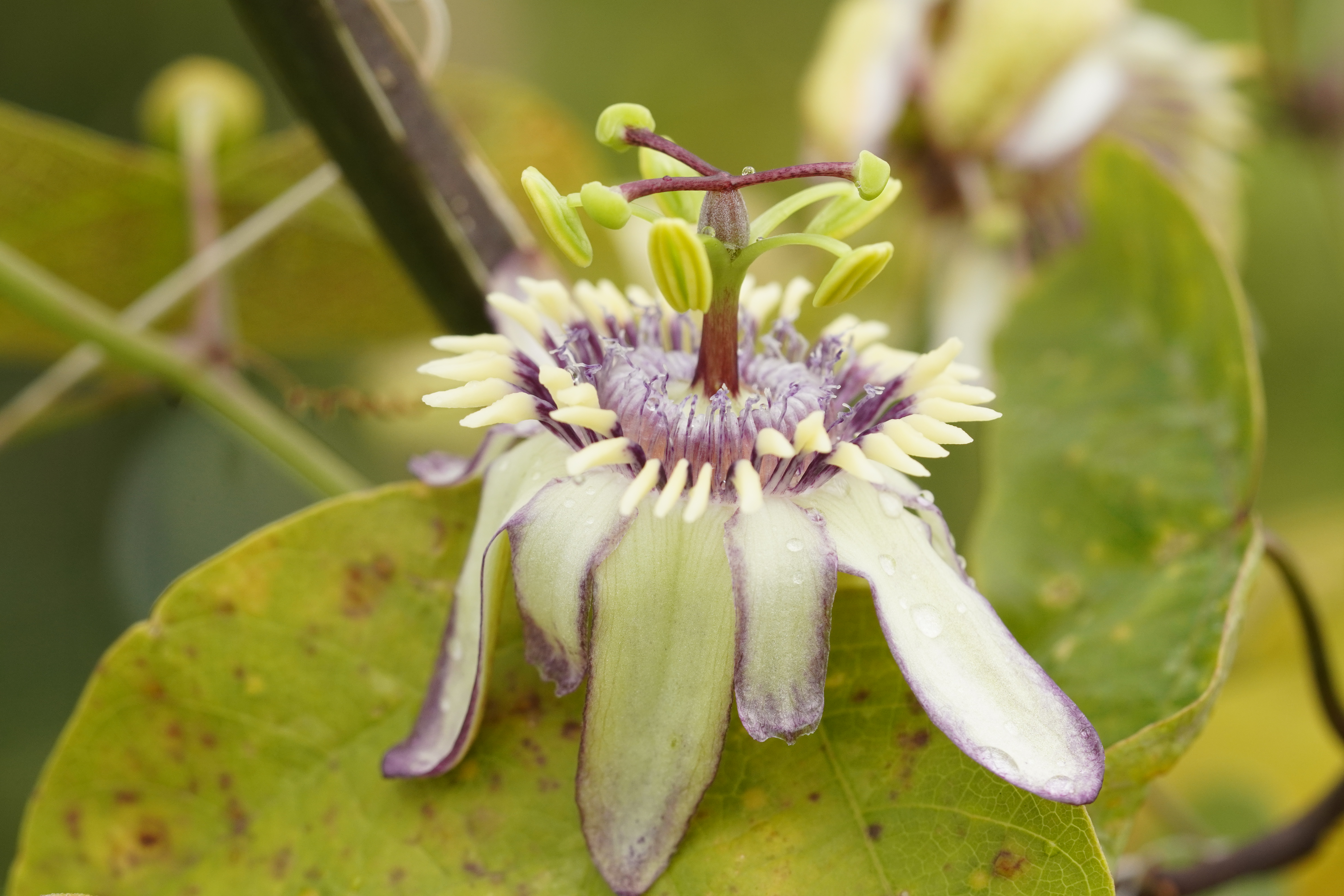Passiflora punctata