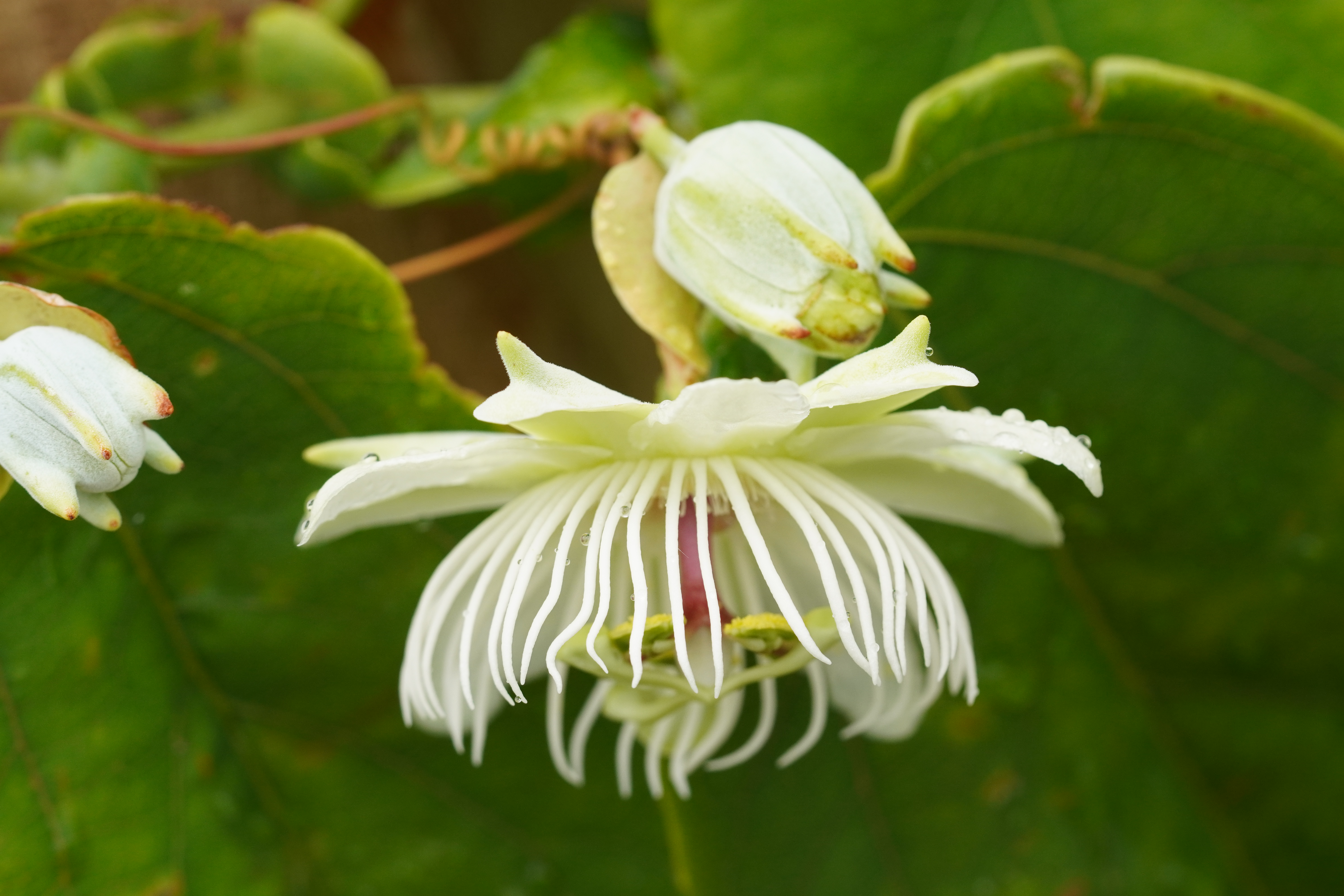 Passiflora jilekii