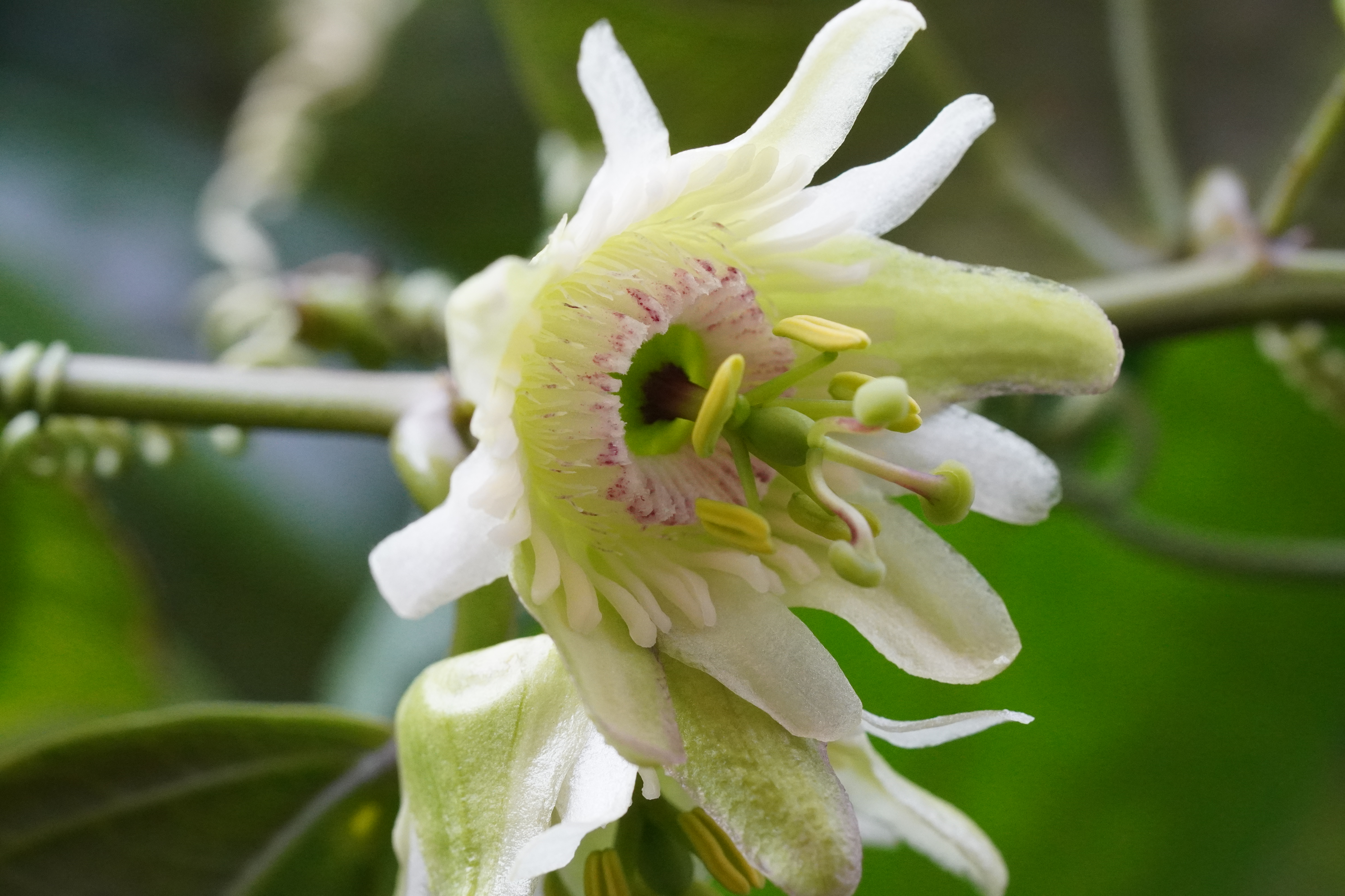 Passiflora smilacifolia