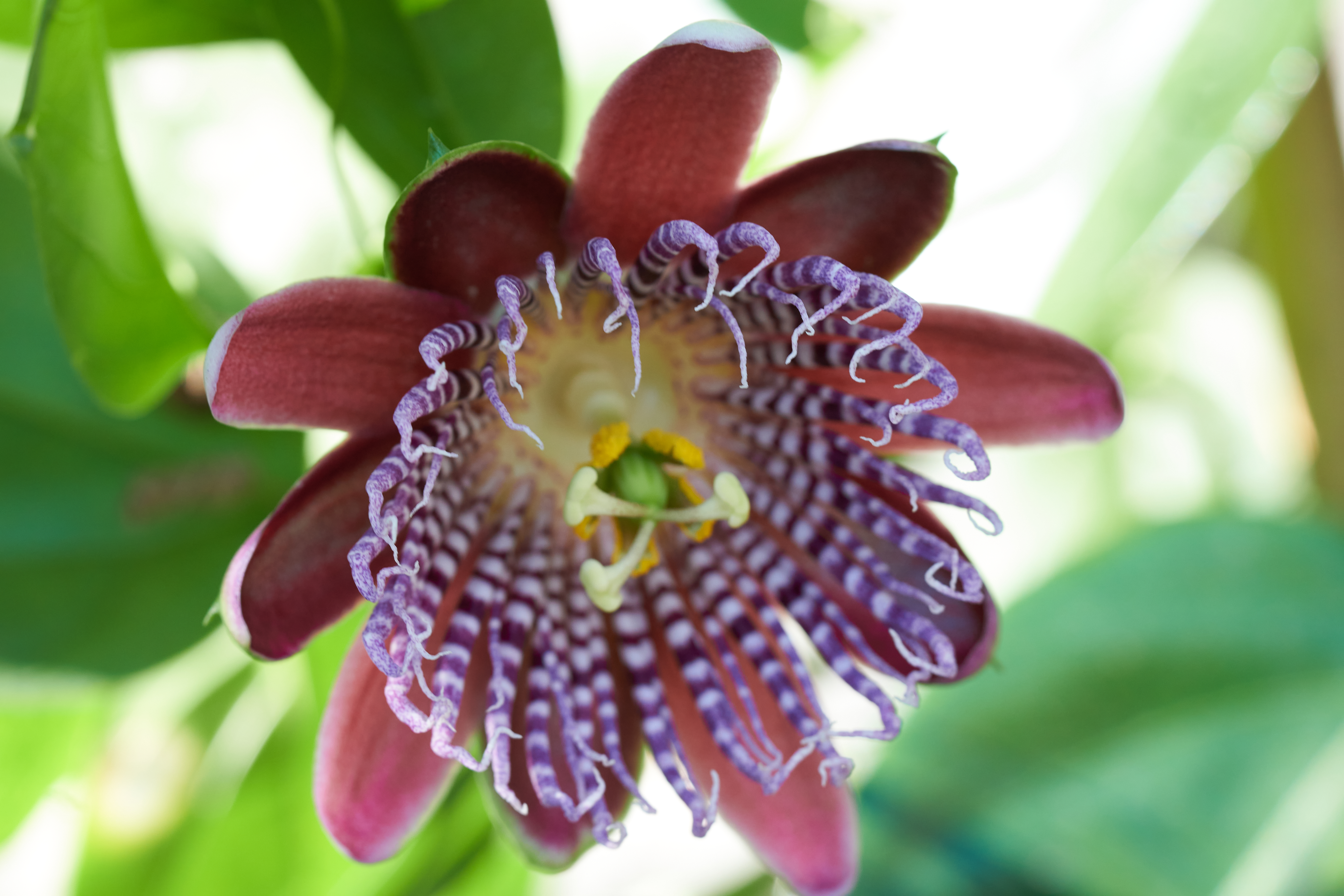 Passiflora alata 'Linhares'