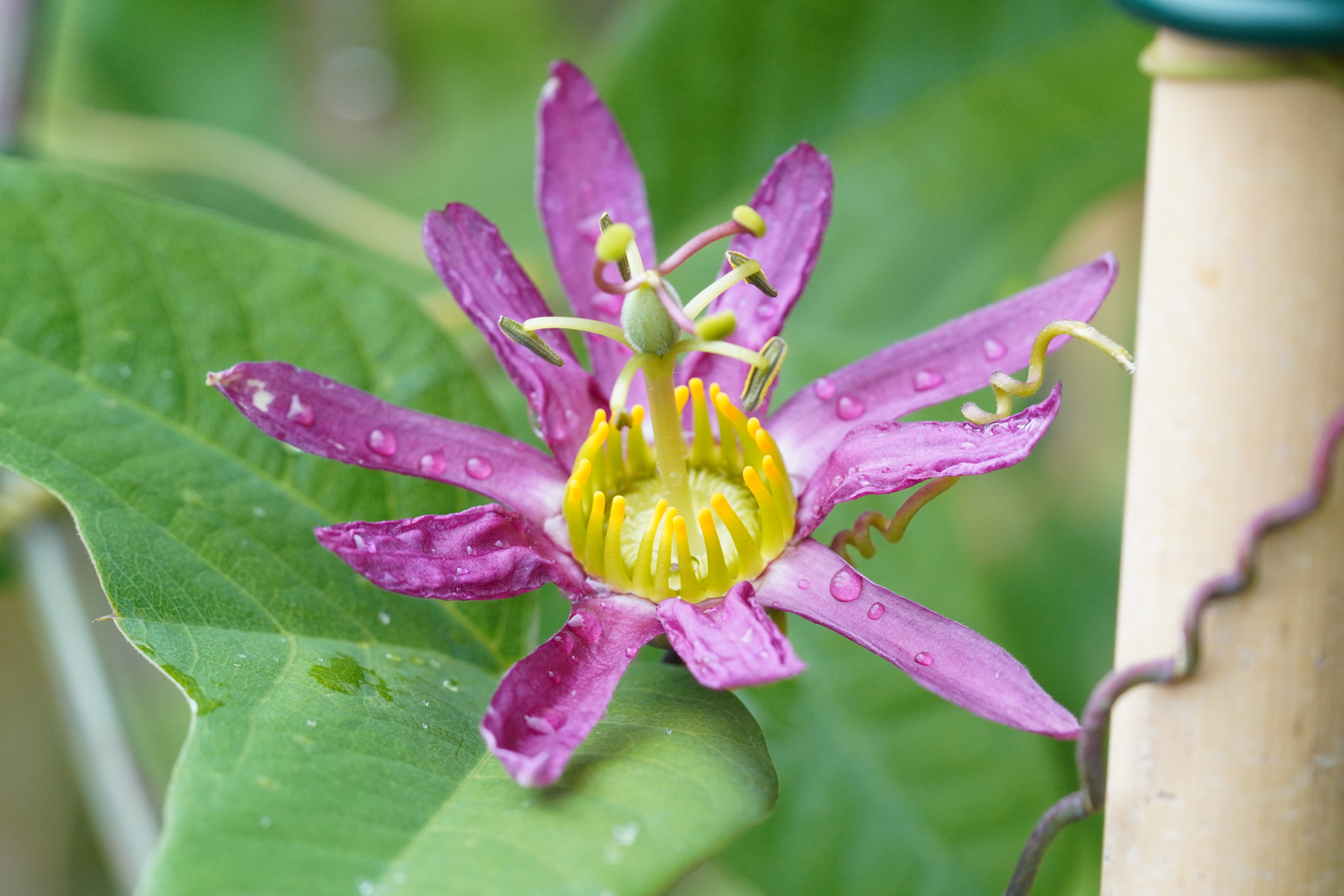 Passiflora 'Fledermouse'