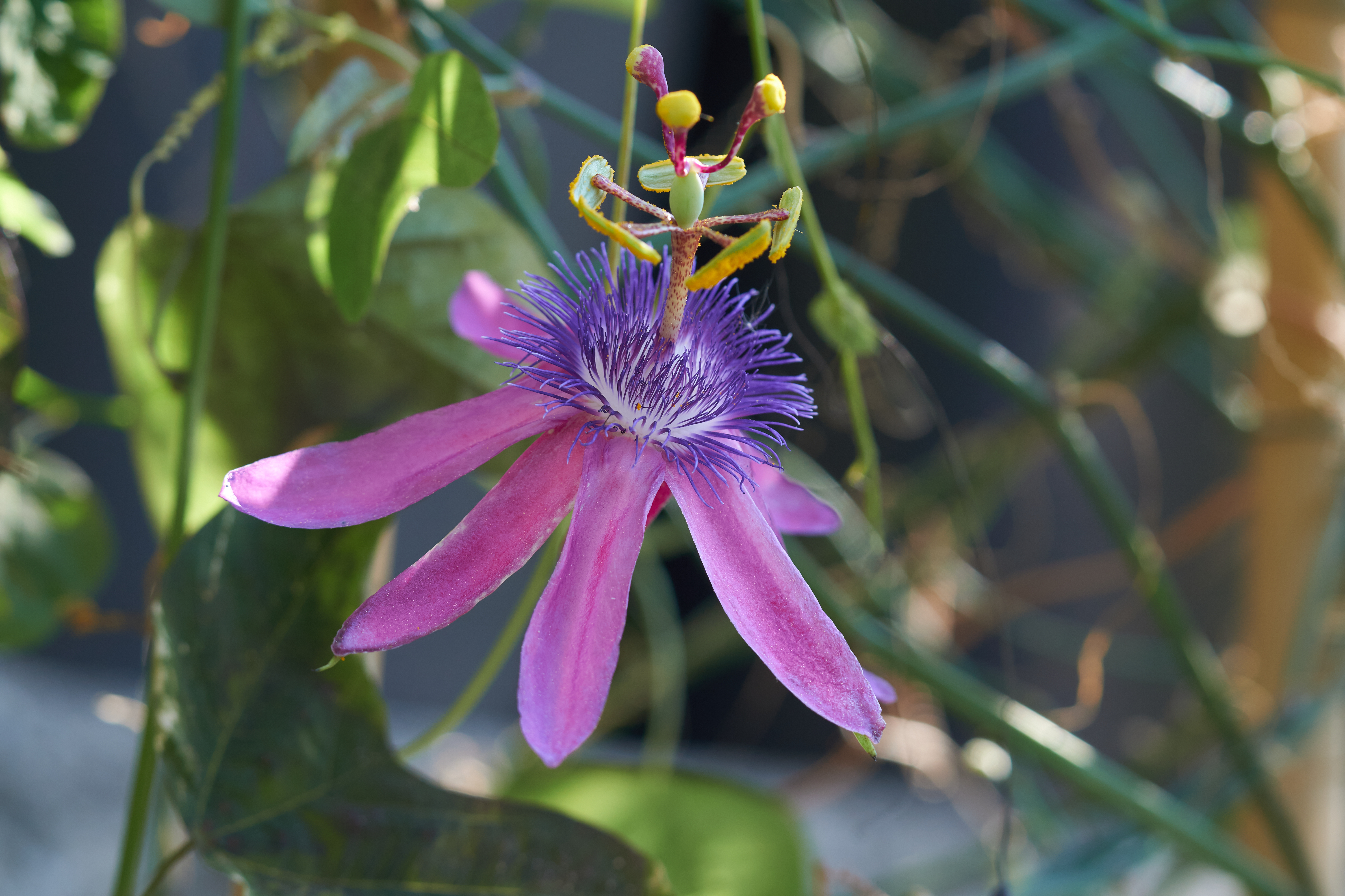 Passiflora loefgrenii 'Iporanga'
