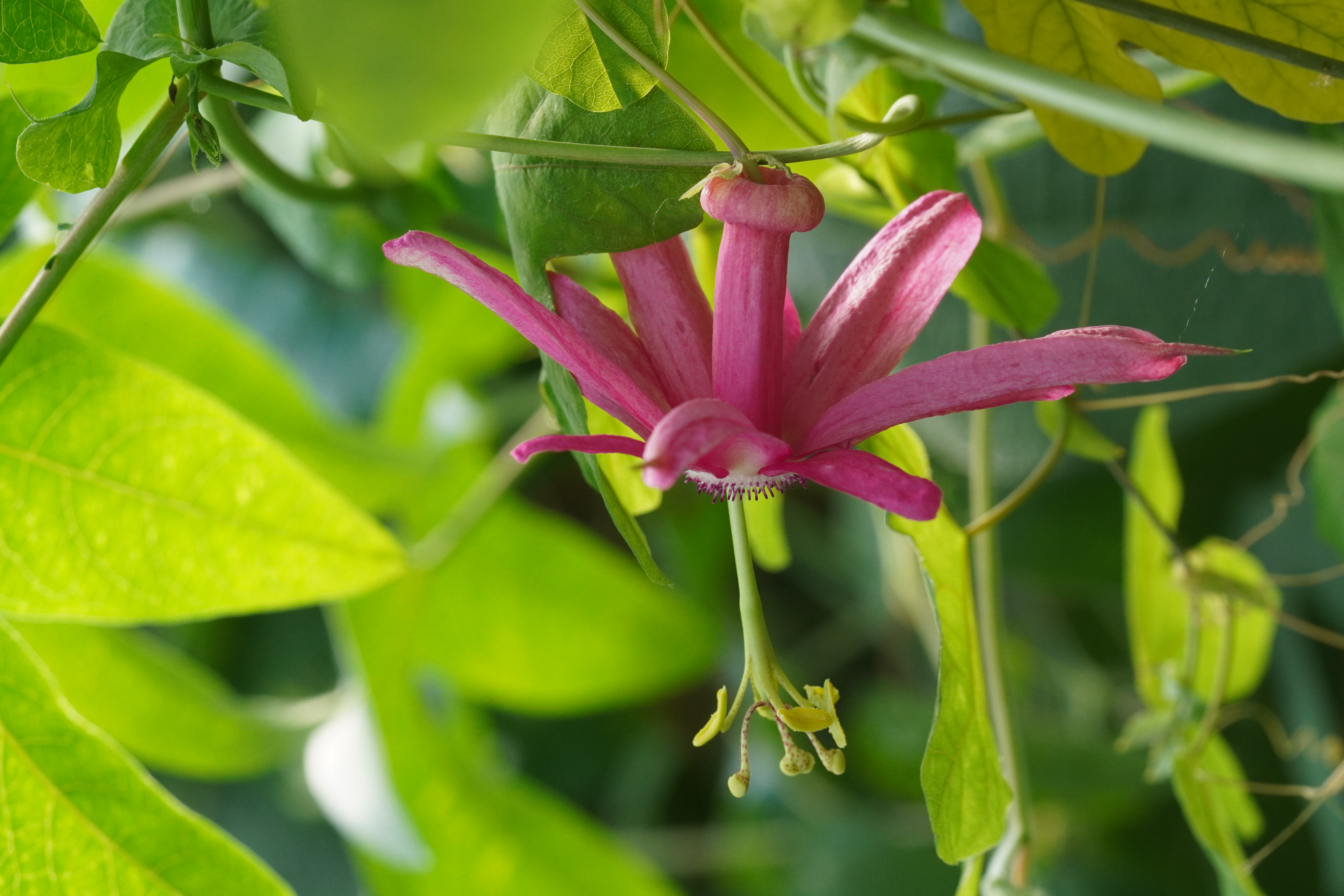 Passiflora tarapotina