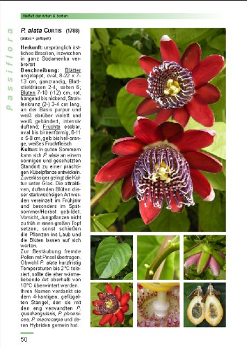 Passiflora: 211 Passionsblumen aus aller Welt