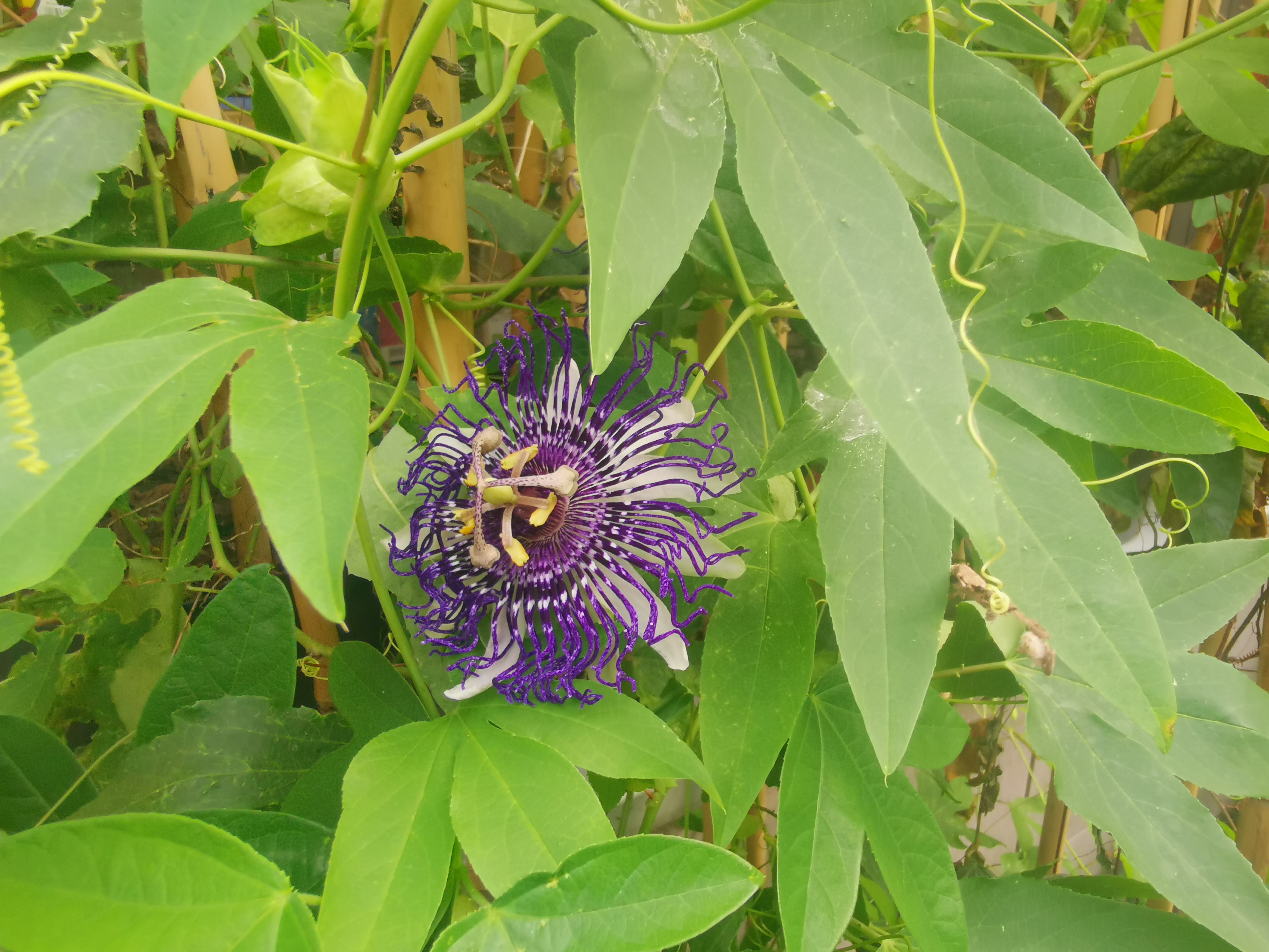 Passiflora 'Lia Vallini'