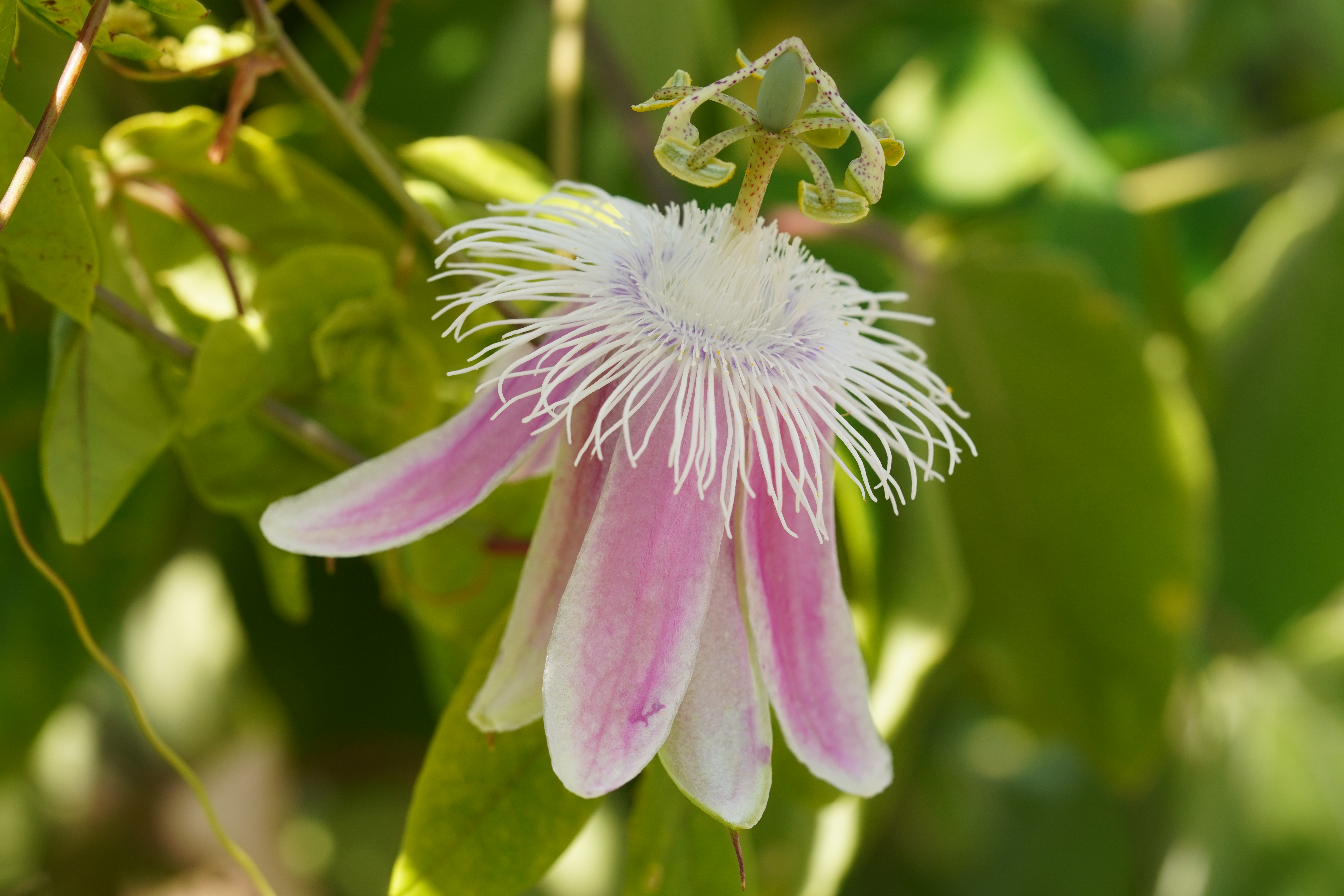 Passiflora 'Angelface'