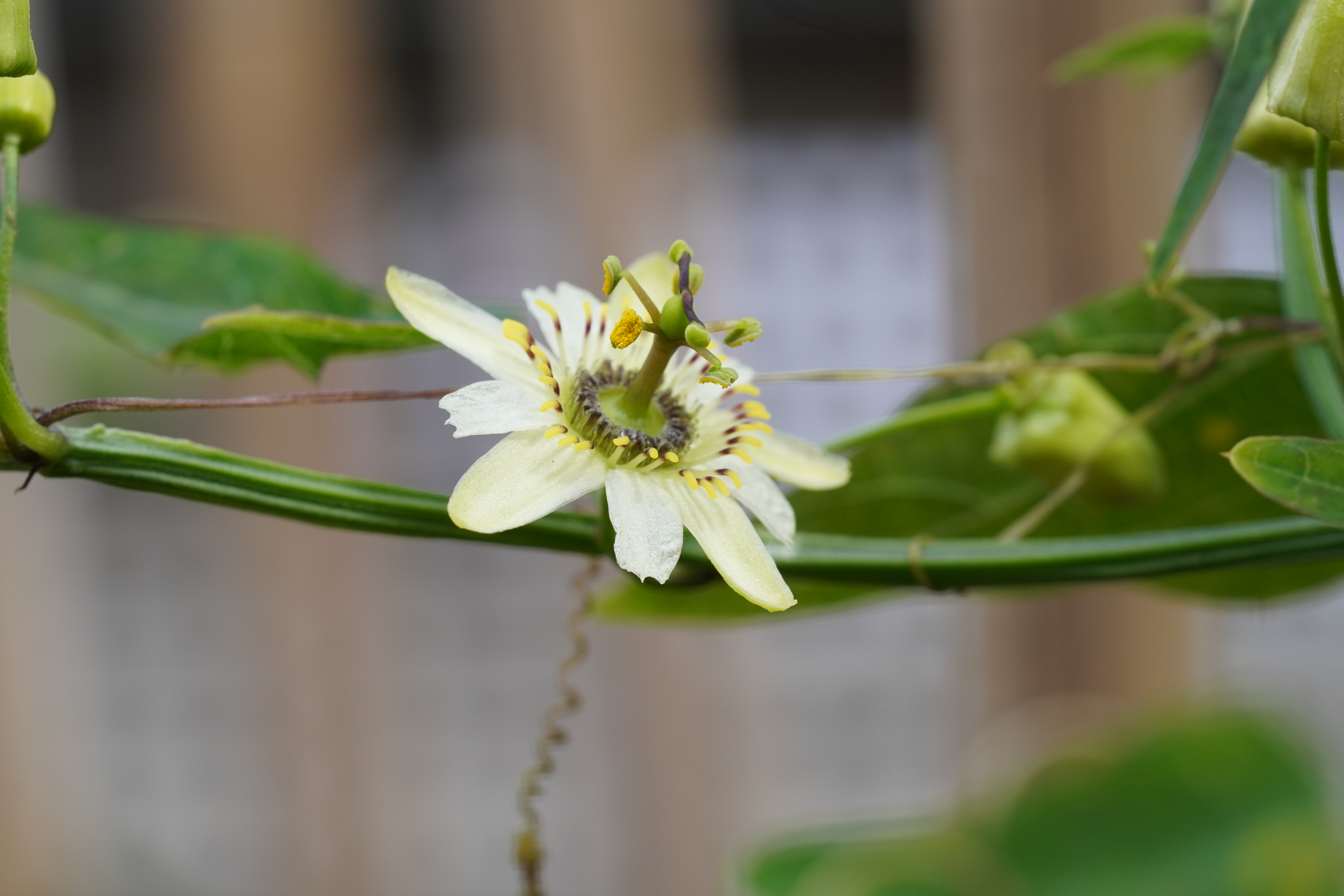 Passiflora micrantha