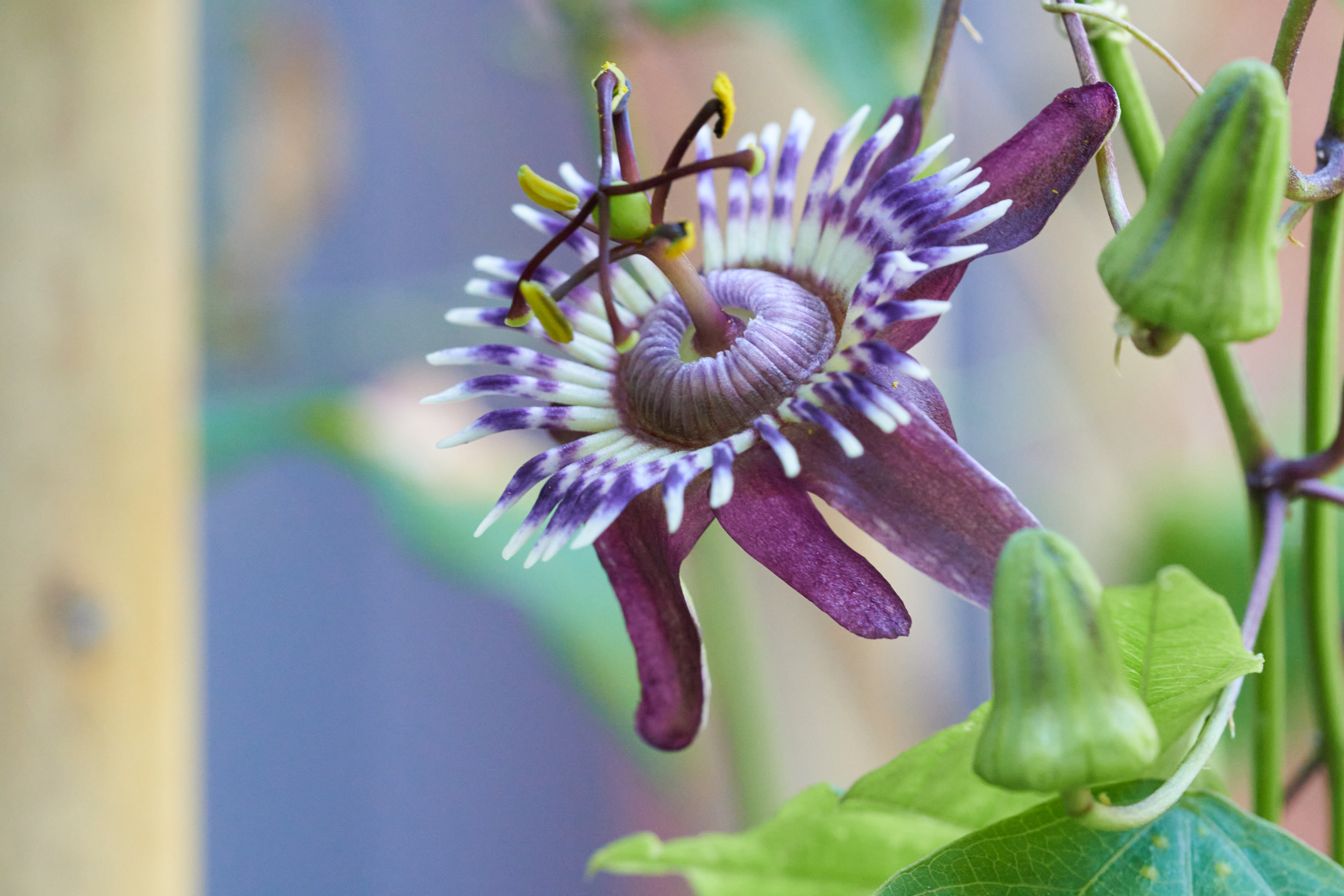 Passiflora glaucescens