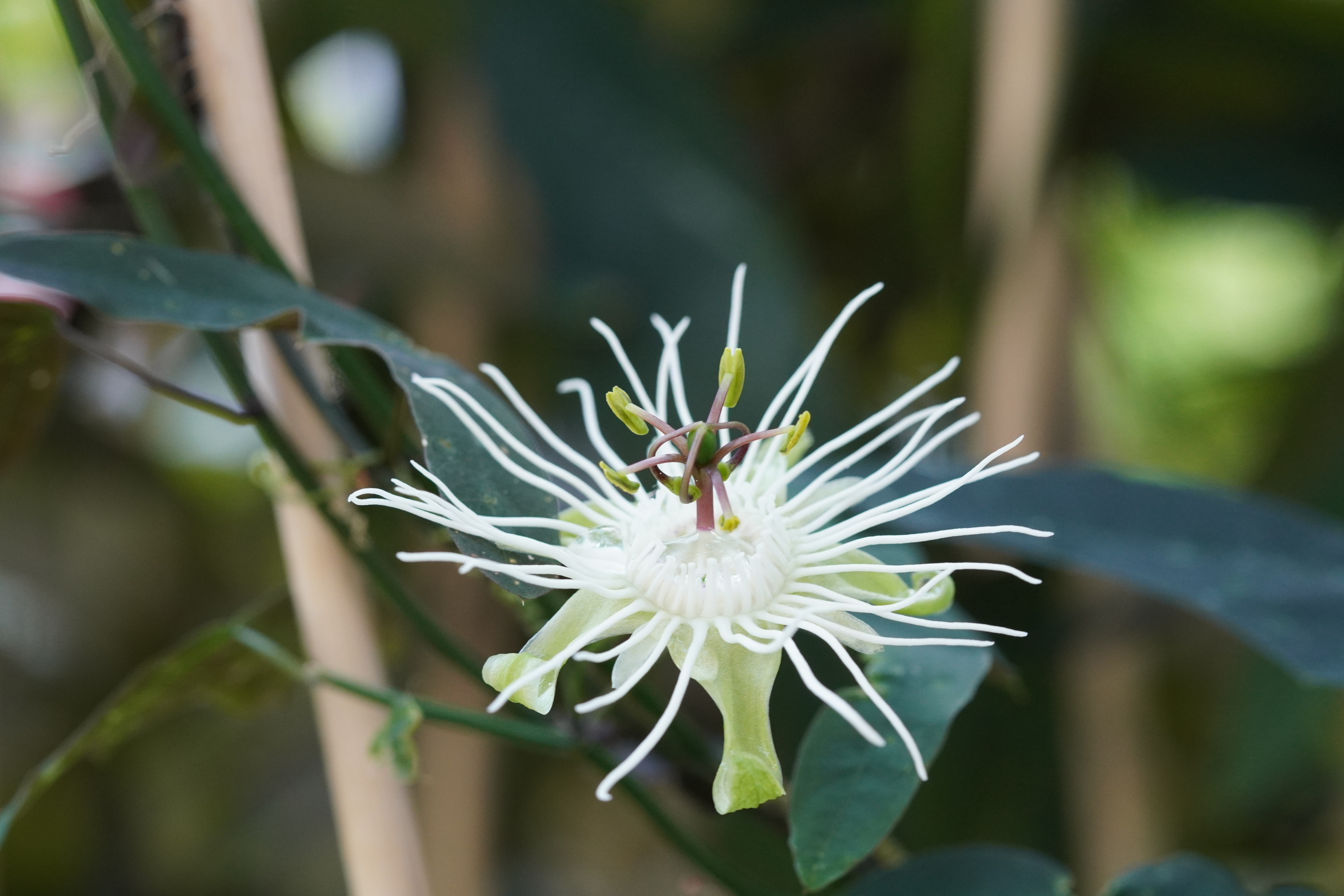 Passiflora aff. misera
