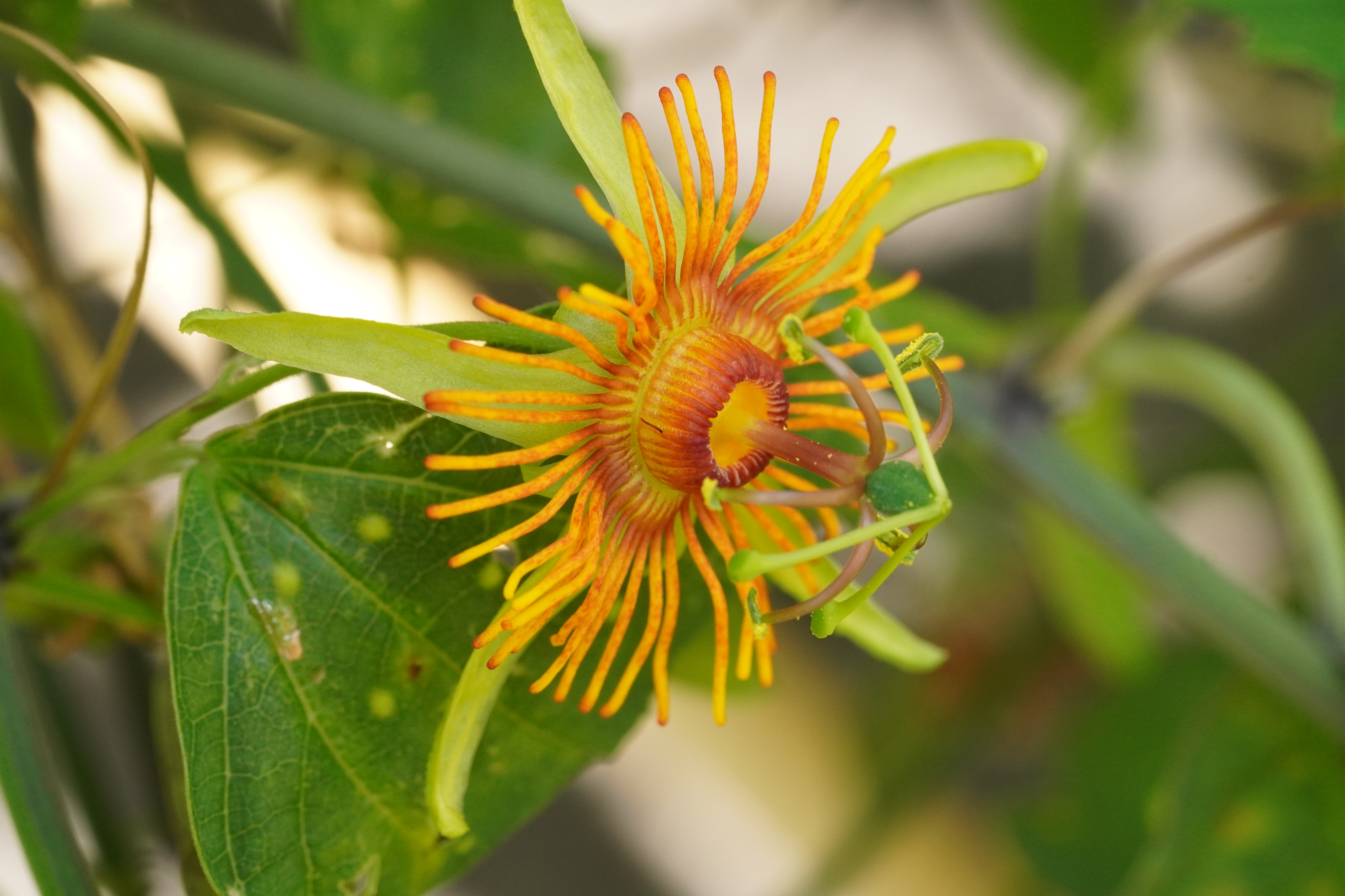 Passiflora 'Sunburst'