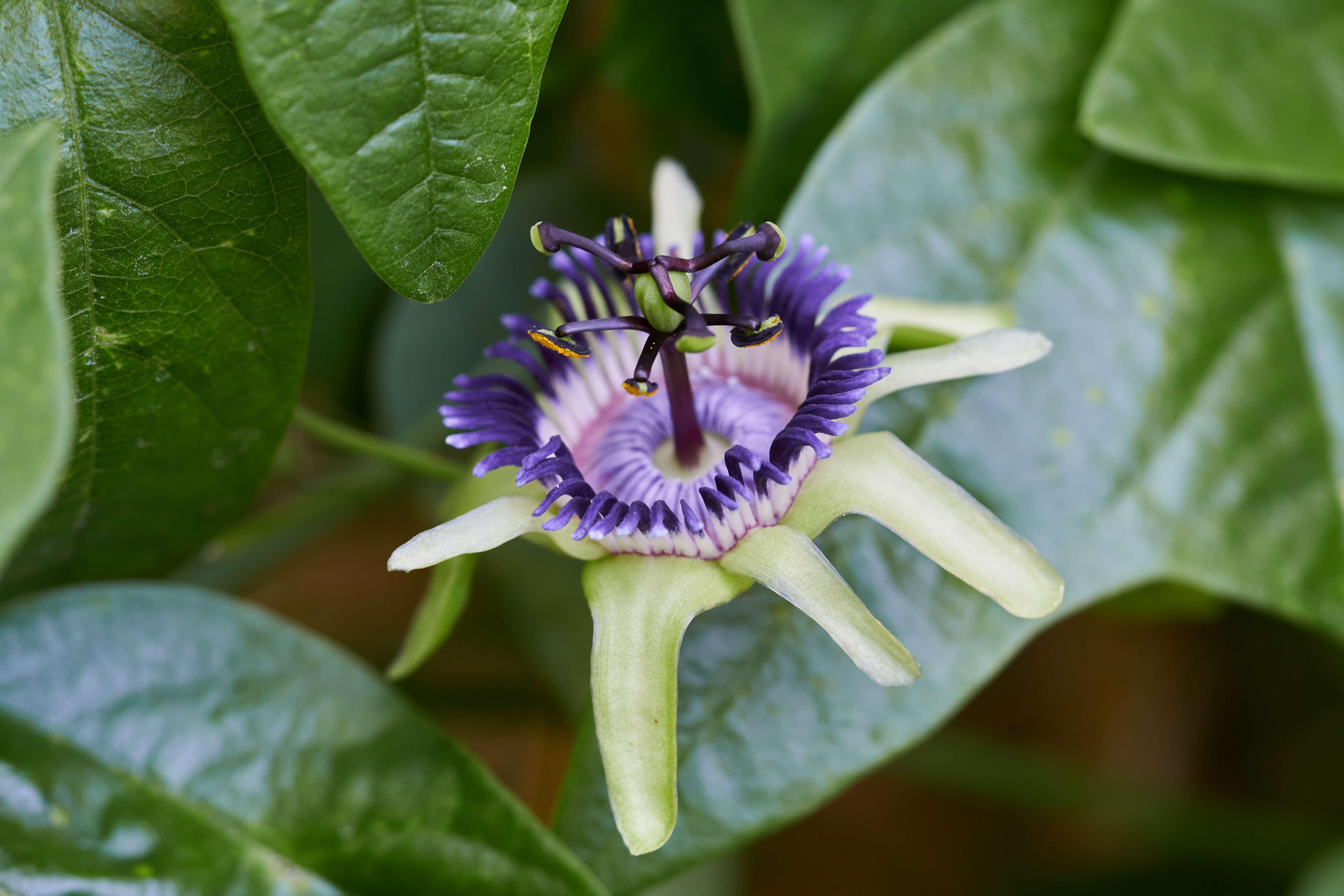 Passiflora porophylla 'Bocaina'